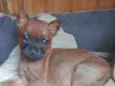 Belinha