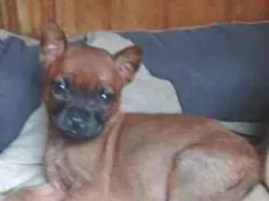 Cachorro raça SRD-ViraLata idade 2 a 6 meses nome Belinha