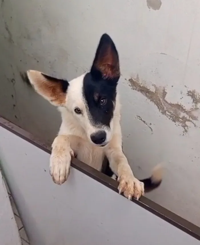 Cachorro raça Sheepdog idade 7 a 11 meses nome Fred 