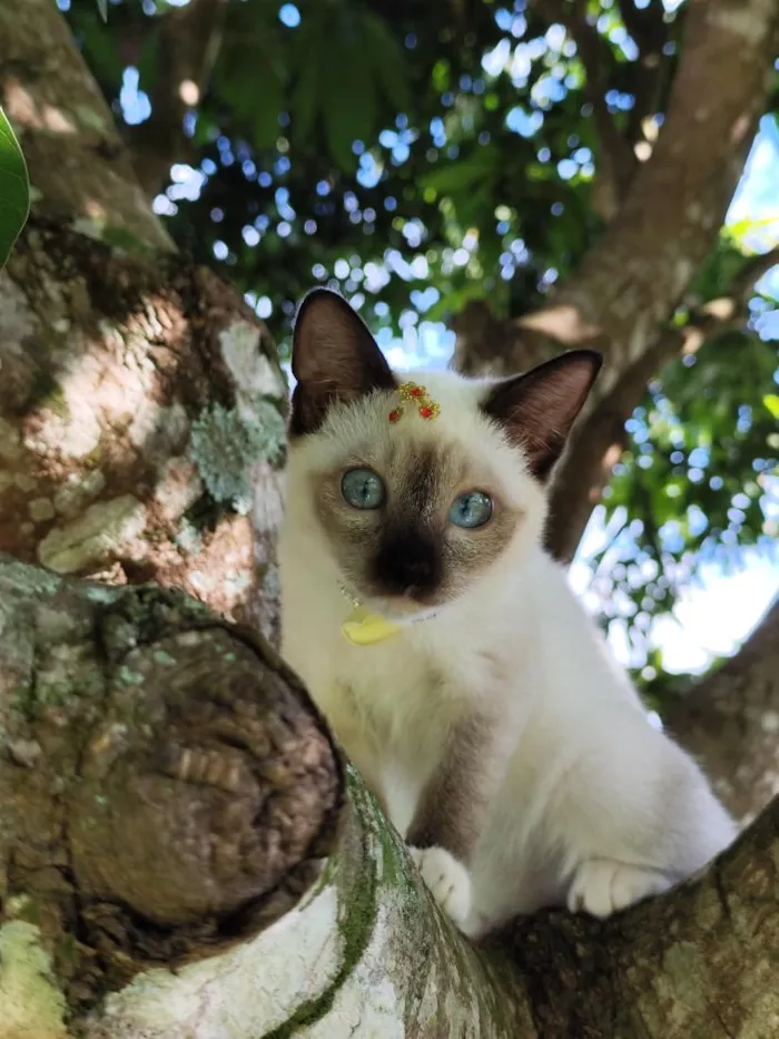 Gato raça SRD-ViraLata idade 2 a 6 meses nome Aurora