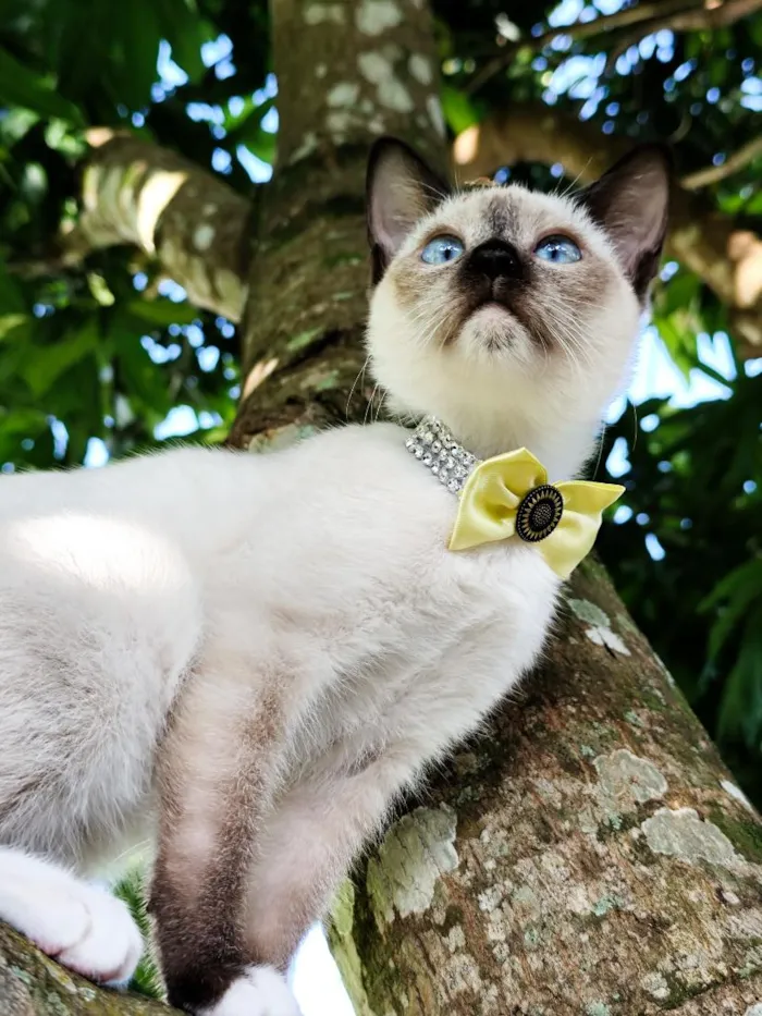 Gato raça SRD-ViraLata idade 2 a 6 meses nome Aurora