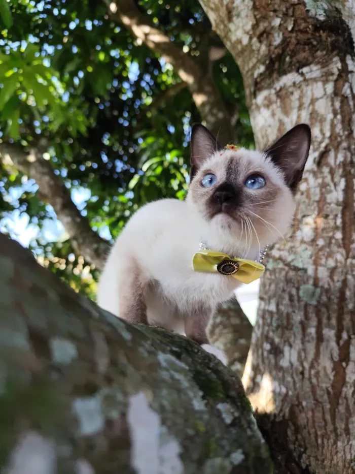 Gato raça SRD-ViraLata idade 2 a 6 meses nome Aurora