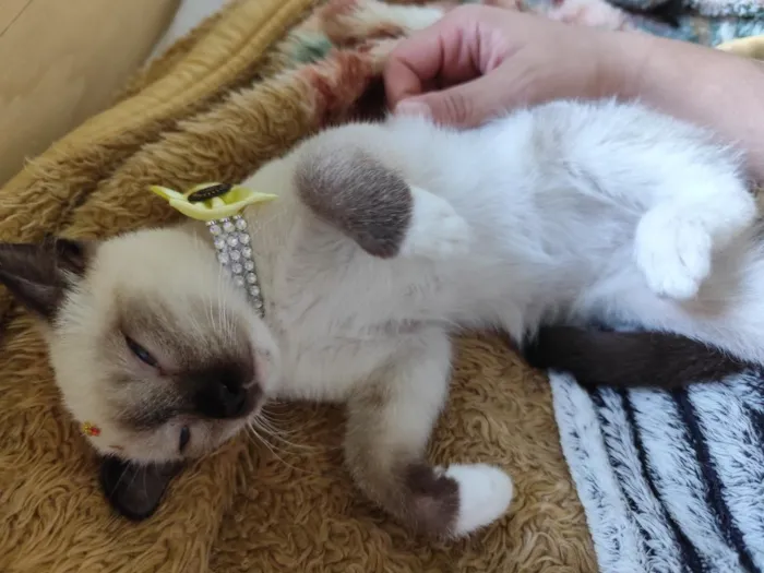 Gato raça SRD-ViraLata idade 2 a 6 meses nome Aurora