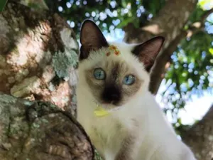 Gato raça SRD-ViraLata idade 2 a 6 meses nome Aurora