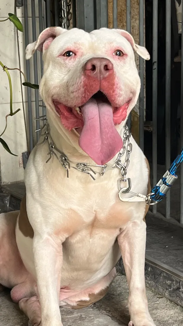 Cachorro raça Pit-Bull idade 3 anos nome Black 