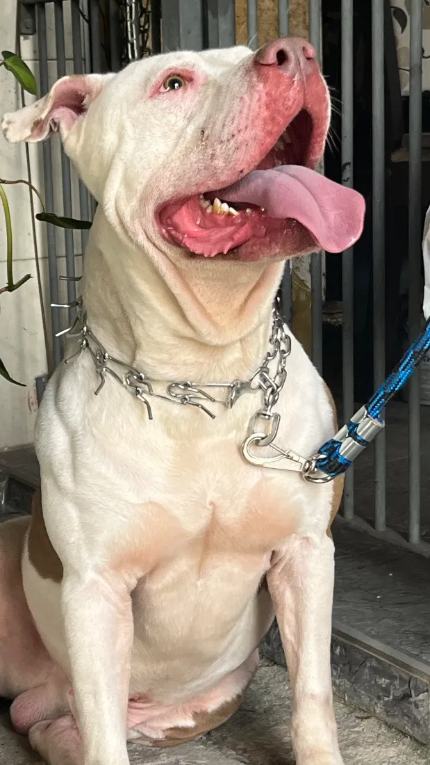 Cachorro raça Pit-Bull idade 3 anos nome Black 