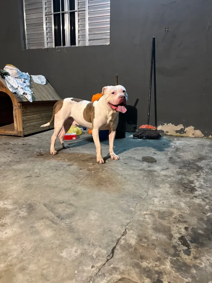 Cachorro raça Pit-Bull idade 3 anos nome Black 