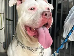 Cachorro raça Pit-Bull idade 3 anos nome Black 