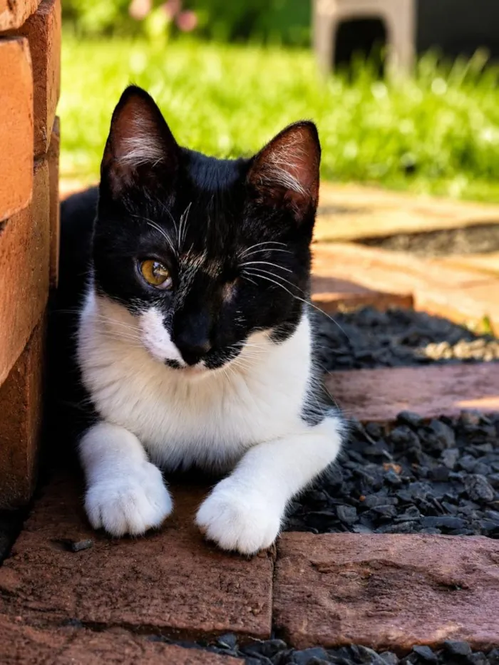 Gato raça SRD-ViraLata idade 2 a 6 meses nome Vítoria