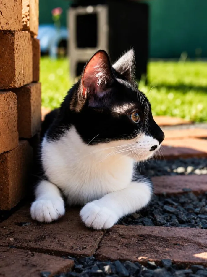 Gato raça SRD-ViraLata idade 2 a 6 meses nome Vítoria