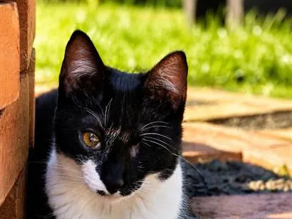 Gato raça SRD-ViraLata idade 2 a 6 meses nome Vítoria
