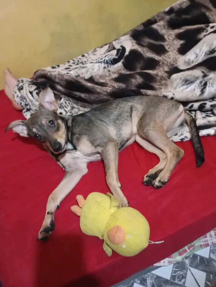 Cachorro raça SRD-ViraLata idade 7 a 11 meses nome Manuela