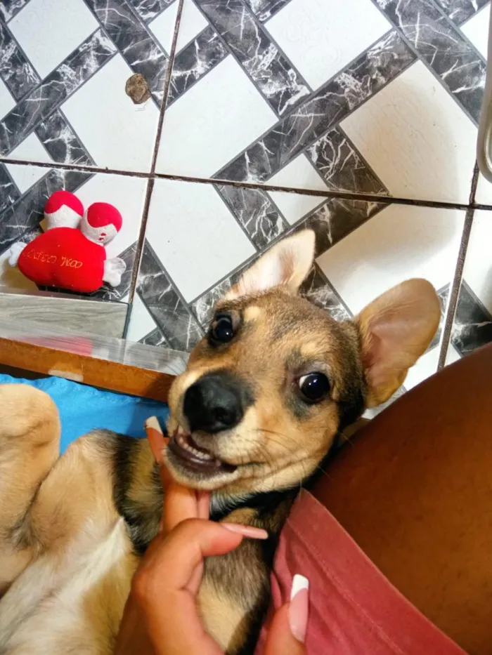 Cachorro raça SRD-ViraLata idade 7 a 11 meses nome Manuela