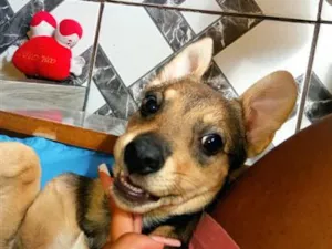 Cachorro raça SRD-ViraLata idade 7 a 11 meses nome Manuela