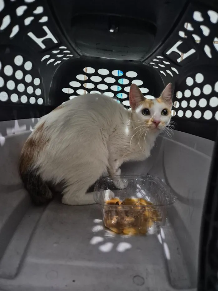 Gato raça SRD-ViraLata idade 1 ano nome Branca