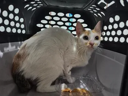 Gato raça SRD-ViraLata idade 1 ano nome Branca