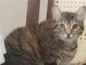 Gato raça SRD-ViraLata idade 3 anos nome Agatha