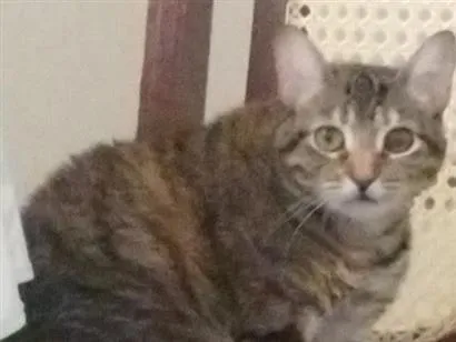 Gato raça SRD-ViraLata idade 3 anos nome Agatha