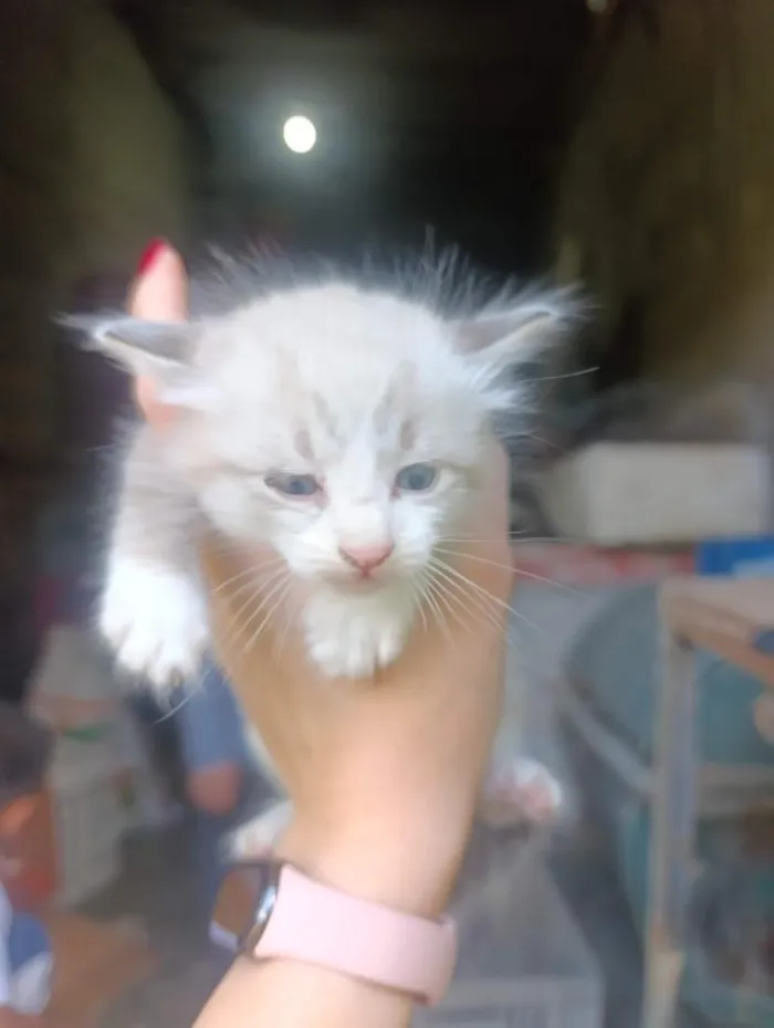 Gato raça SRD-ViraLata idade Abaixo de 2 meses nome Donatello (a)