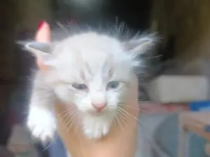 Gato raça SRD-ViraLata idade Abaixo de 2 meses nome Donatello (a)