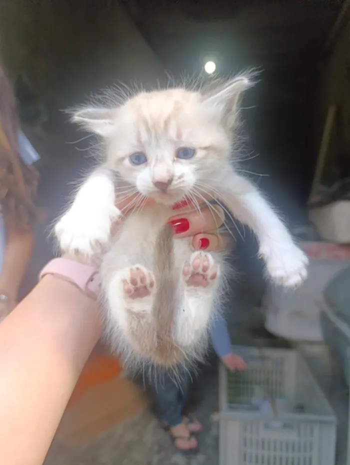 Gato raça SRD-ViraLata idade Abaixo de 2 meses nome Rafaelo (a)