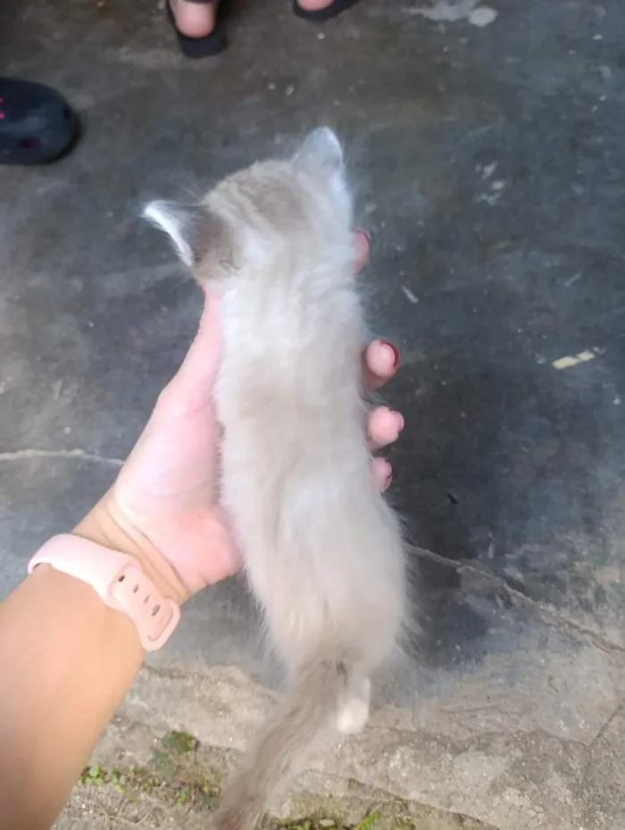 Gato raça SRD-ViraLata idade Abaixo de 2 meses nome Rafaelo (a)