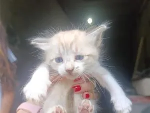 Gato raça SRD-ViraLata idade Abaixo de 2 meses nome Rafaelo (a)