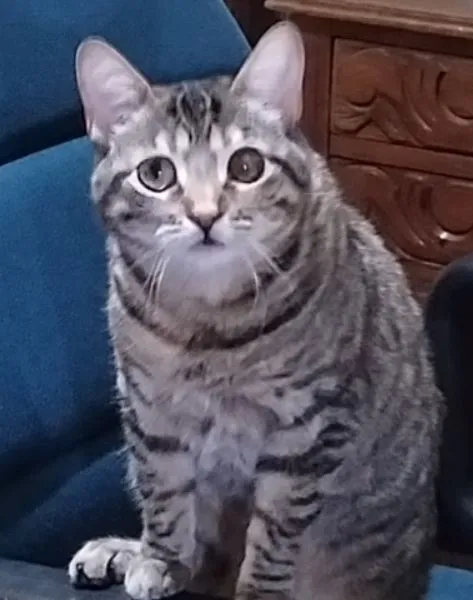 Gato raça SRD-ViraLata idade 3 anos nome Agatha