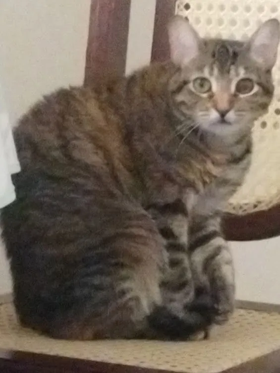 Gato raça SRD-ViraLata idade 3 anos nome Agatha