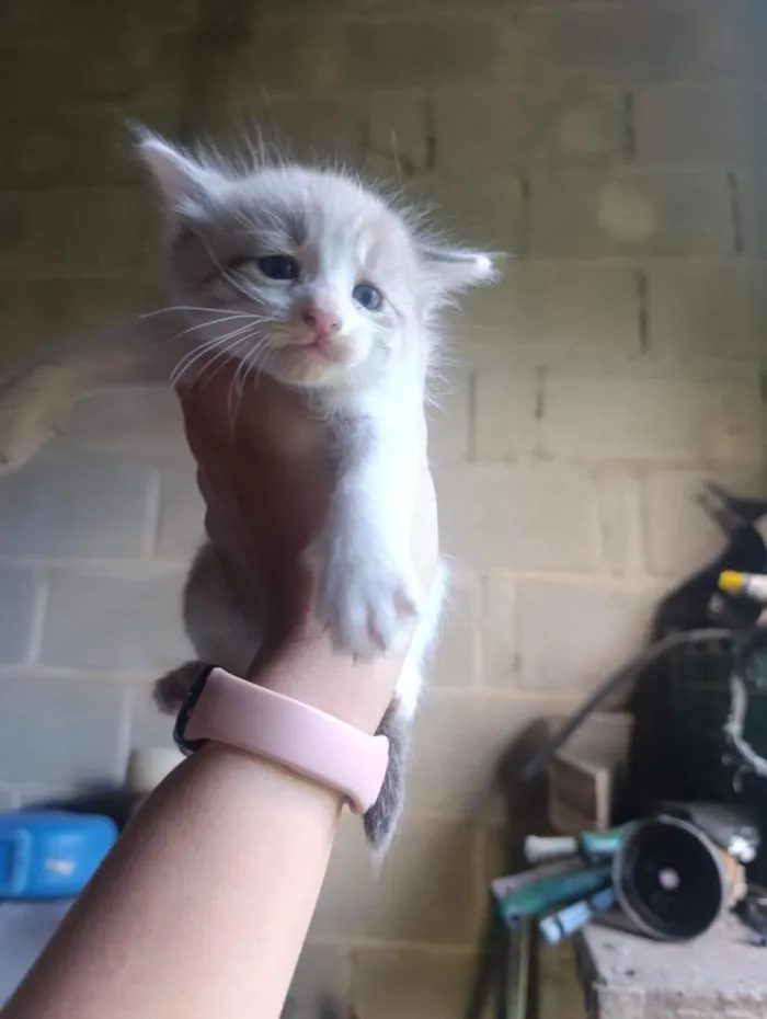 Gato raça SRD-ViraLata idade Abaixo de 2 meses nome Michelangelo (a)