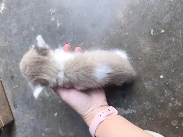 Gato raça SRD-ViraLata idade Abaixo de 2 meses nome Michelangelo (a)