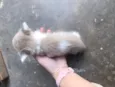 Michelangelo (a)