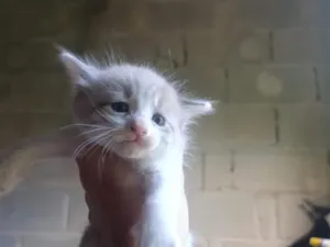 Gato raça SRD-ViraLata idade Abaixo de 2 meses nome Michelangelo (a)