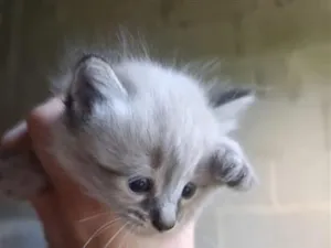 Gato raça SRD-ViraLata idade Abaixo de 2 meses nome Leonardo (a)