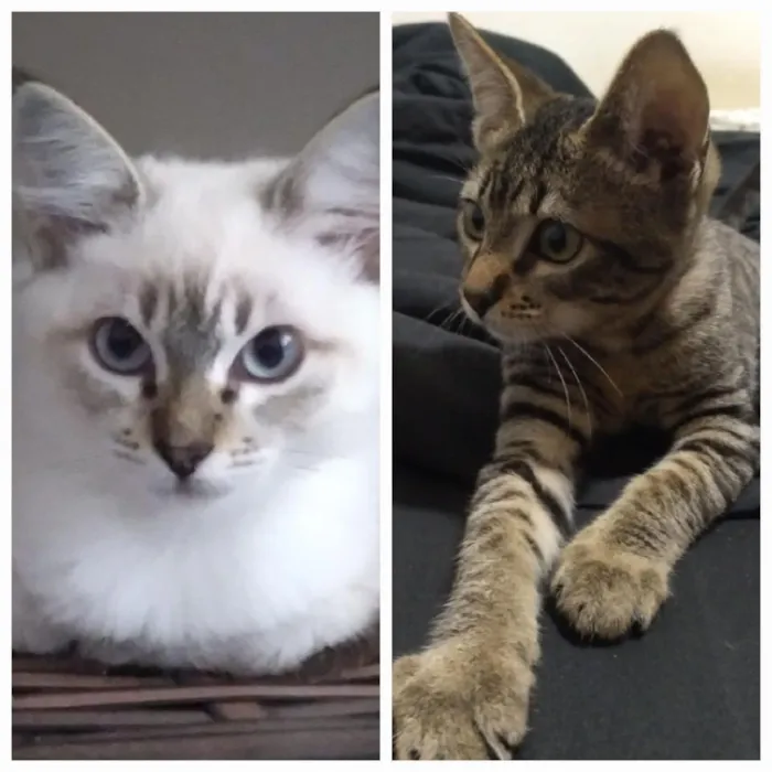 Gato raça SRD-ViraLata idade Abaixo de 2 meses nome Cora e Bob