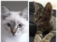Cora e Bob