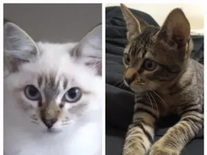 Gato raça SRD-ViraLata idade Abaixo de 2 meses nome Cora e Bob