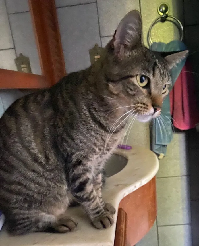 Gato raça SRD-ViraLata idade 2 anos nome Miley