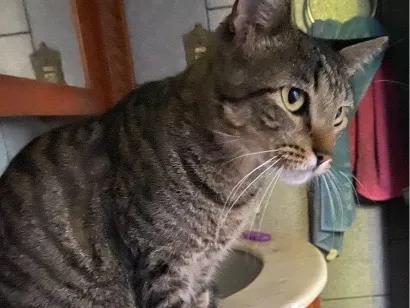 Gato raça SRD-ViraLata idade 2 anos nome Miley
