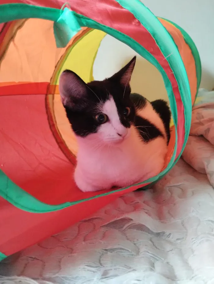 Gato raça SRD-ViraLata idade 2 a 6 meses nome Luiza e Ju