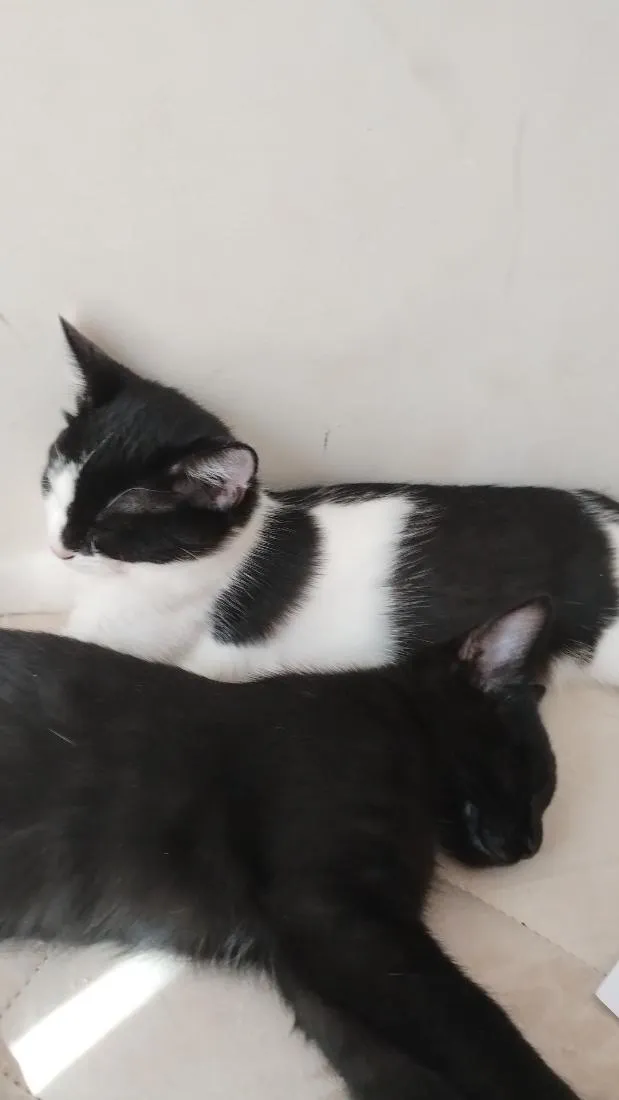 Gato raça SRD-ViraLata idade 2 a 6 meses nome Luiza e Ju