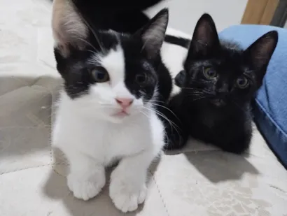 Gato raça SRD-ViraLata idade 2 a 6 meses nome Luiza e Ju
