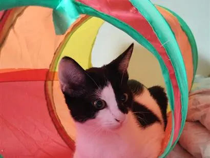 Gato raça SRD-ViraLata idade 2 a 6 meses nome Luiza e Ju
