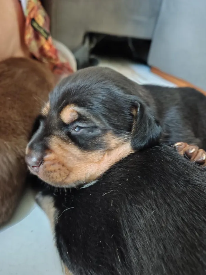 Cachorro raça SRD-ViraLata idade Abaixo de 2 meses nome princesa