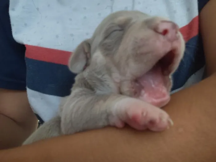 Cachorro raça SRD-ViraLata idade Abaixo de 2 meses nome princesa