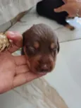princesa
