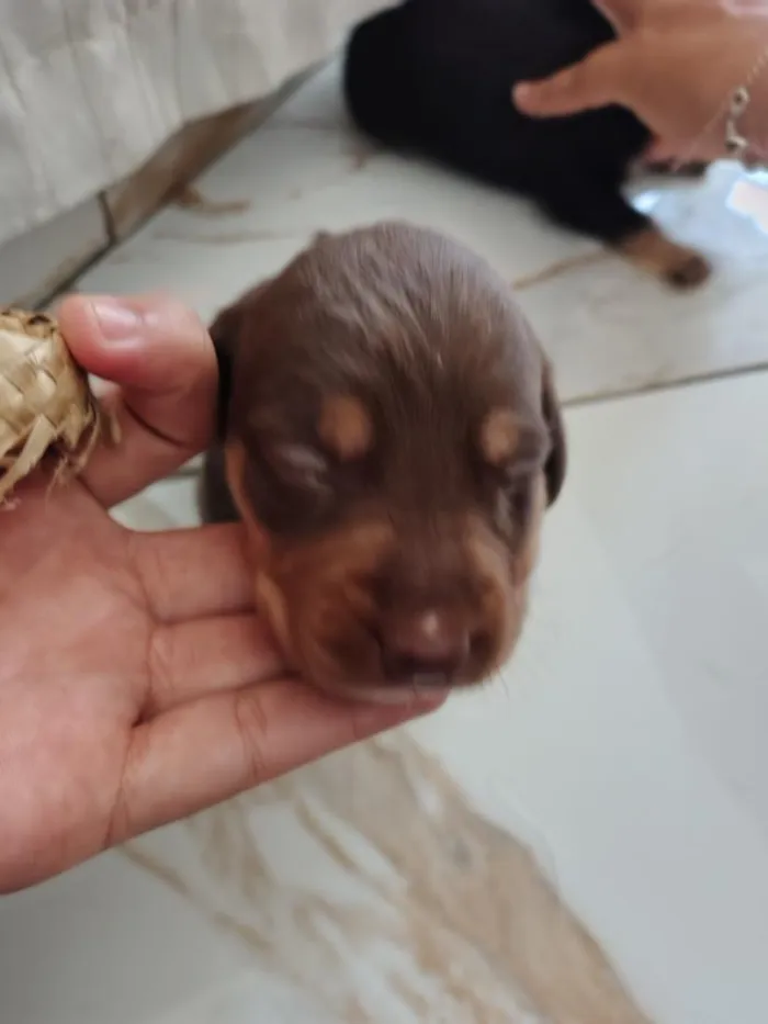 Cachorro raça SRD-ViraLata idade Abaixo de 2 meses nome princesa