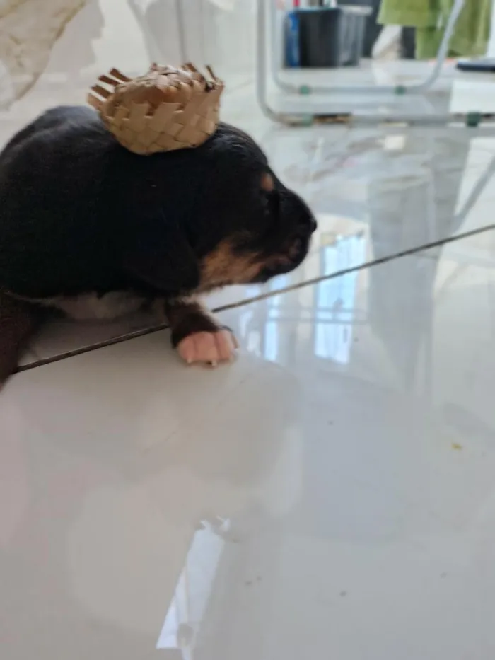 Cachorro raça SRD-ViraLata idade Abaixo de 2 meses nome princesa