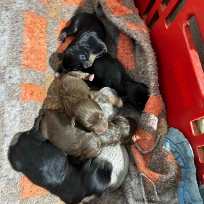 Cachorro raça SRD-ViraLata idade Abaixo de 2 meses nome princesa