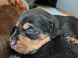 Cachorro raça SRD-ViraLata idade Abaixo de 2 meses nome princesa